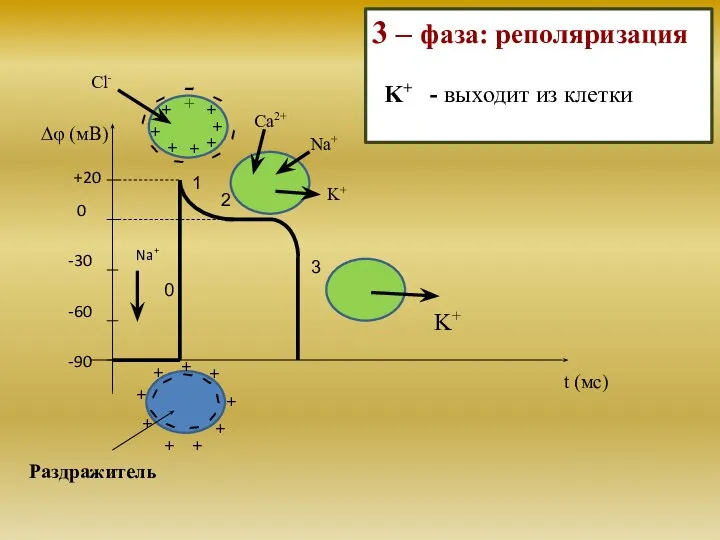 0 -30 -60 -90 Na+ Раздражитель Cl- 1 2 3 0 +20