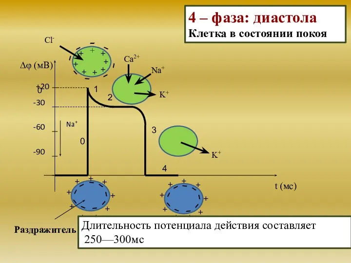 0 -30 -60 -90 Na+ Раздражитель Cl- 1 2 3 4 0