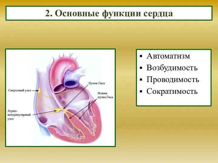 2. Основные функции сердца Автоматизм Возбудимость Проводимость Сократимость
