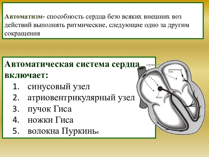 Автоматизм- способность сердца безо всяких внешних воз­действий выполнять ритмические, следующие одно за