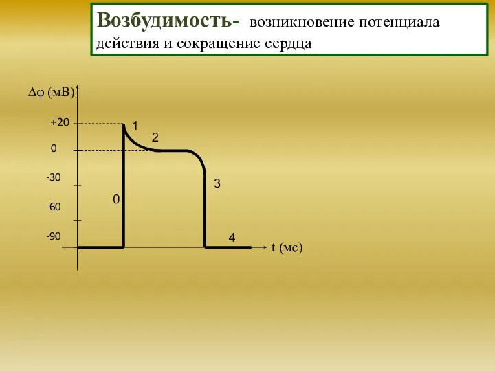 0 -30 -60 -90 1 2 3 4 0 +20 t (мс)