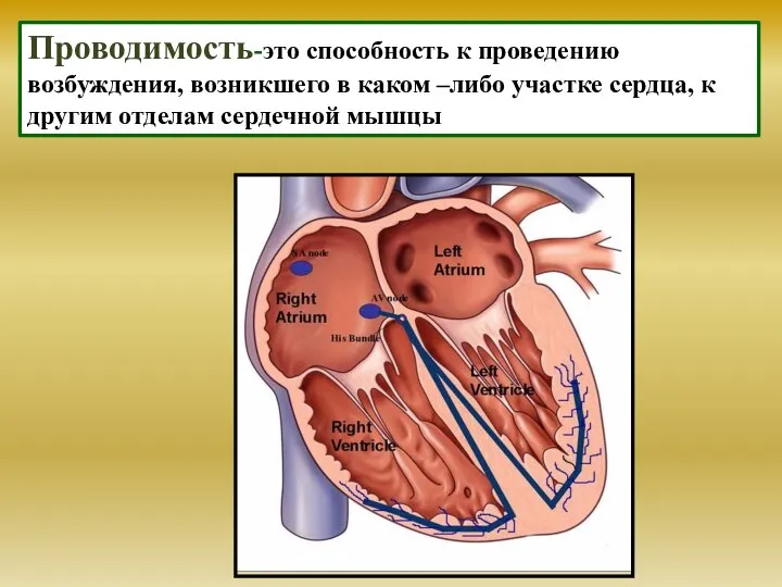 Проводимость-это способность к проведению возбуждения, возникшего в каком –либо участке сердца, к другим отделам сердечной мышцы