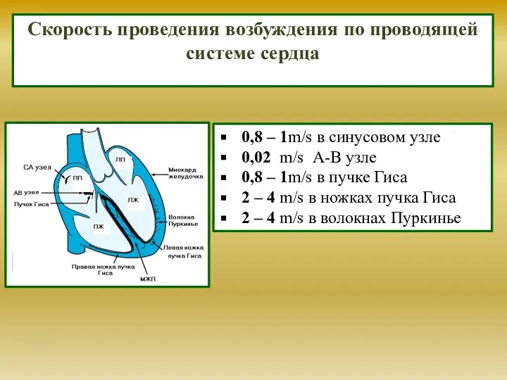 Скорость проведения возбуждения по проводящей системе сердца 0,8 – 1m/s в синусовом