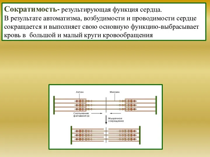 Сократимость- результирующая функция сердца. В результате автоматизма, возбудимости и проводимости сердце сокращается