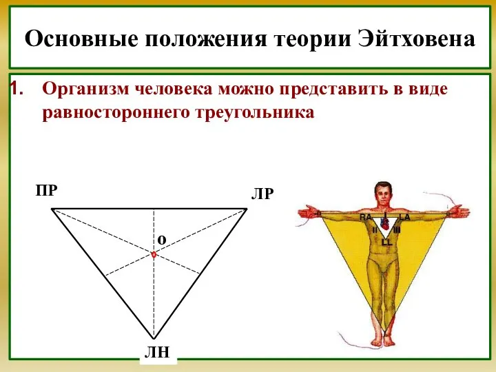 Основные положения теории Эйтховена Организм человека можно представить в виде равностороннего треугольника