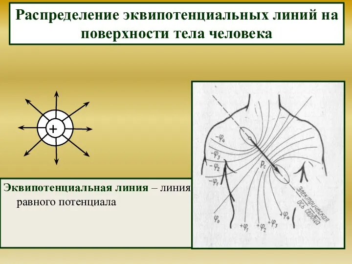 Эквипотенциальная линия – линия равного потенциала Распределение эквипотенциальных линий на поверхности тела человека