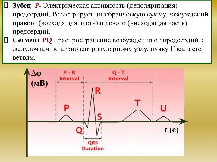 Зубец Р- Электрическая активность (деполяризация) предсердий. Регистрирует алгебраическую сумму возбуждений правого (восходящая