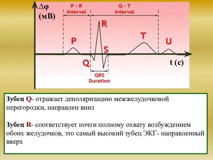 Зубец Q- отражает деполяризацию межжелудочковой перегородки, направлен вниз Зубец R- соответствует почти