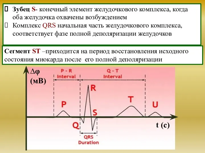 Зубец S- конечный элемент желудочкового комплекса, когда оба желудочка охвачены возбуждением Комплекс