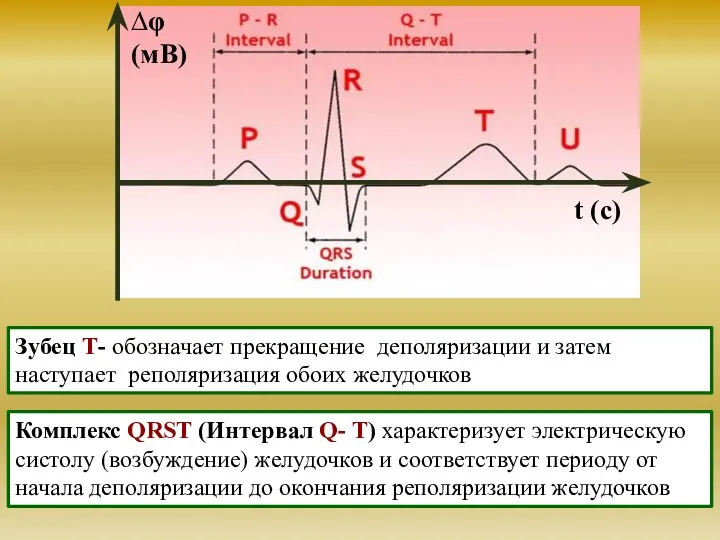 Зубец T- обозначает прекращение деполяризации и затем наступает реполяризация обоих желудочков Комплекс