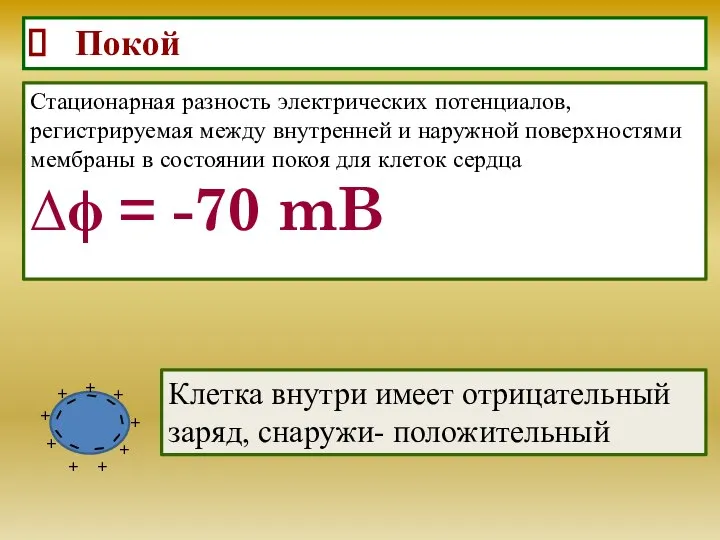 Покой Стационарная разность электрических потенциалов, регистрируемая между внутренней и наружной поверхностями мембраны