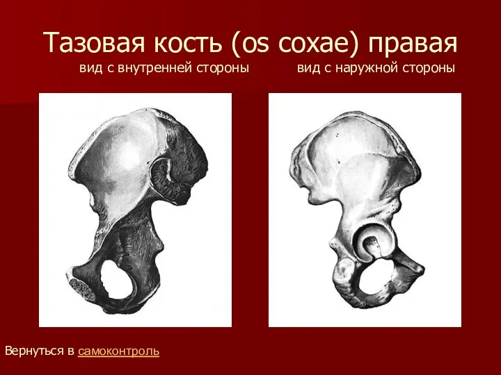 Тазовая кость (os coxae) правая вид с внутренней стороны вид с наружной стороны Вернуться в самоконтроль