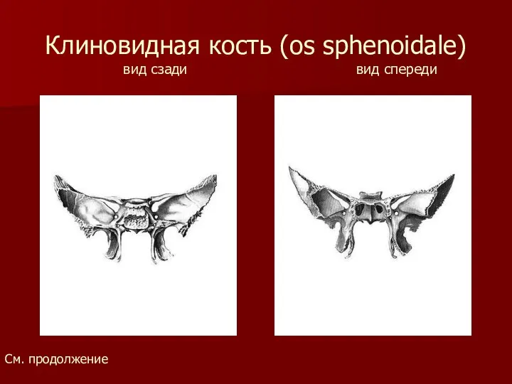 Клиновидная кость (os sphenoidale) вид сзади вид спереди См. продолжение
