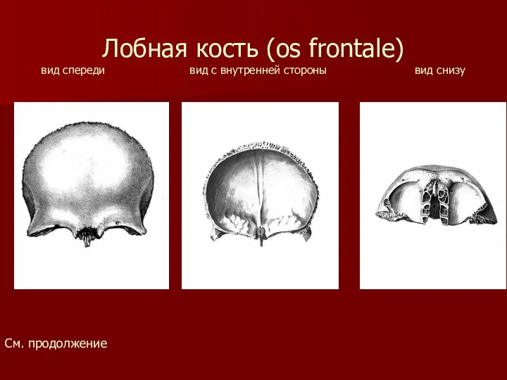 Лобная кость (os frontale) вид спереди вид с внутренней стороны вид снизу См. продолжение