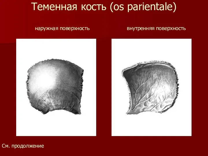 Теменная кость (os parientale) наружная поверхность внутренняя поверхность См. продолжение