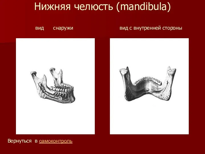 Нижняя челюсть (mandibula) вид снаружи вид с внутренней стороны Вернуться в самоконтроль