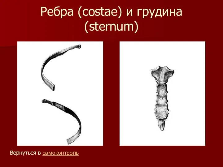 Ребра (costae) и грудина (sternum) Вернуться в самоконтроль