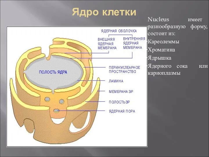 Ядро клетки Nucleus имеет разнообразную форму, состоит из: Кареолеммы Хроматина Ядрышка Ядерного сока или кариоплазмы