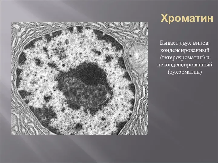 Хроматин Бывает двух видов: конденсированный (гетерохроматин) и неконденсированный (эухроматин)