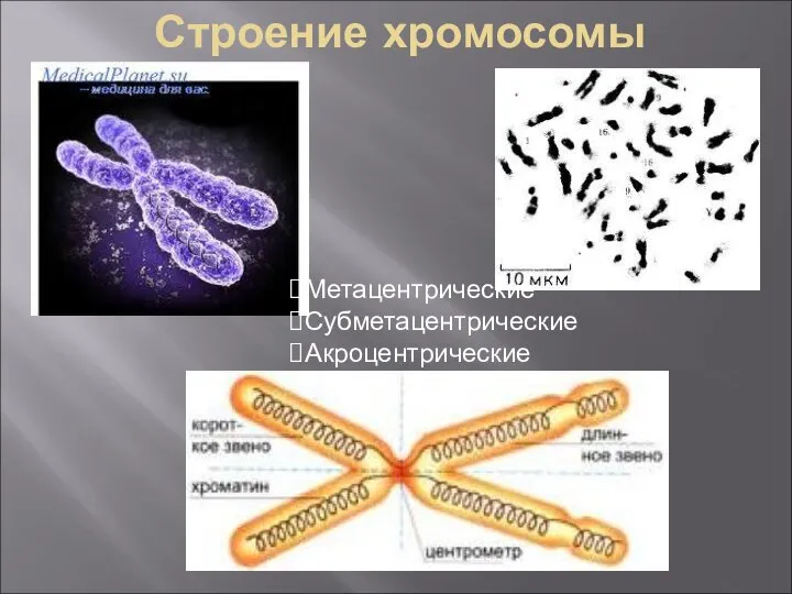 Строение хромосомы Метацентрические Субметацентрические Акроцентрические