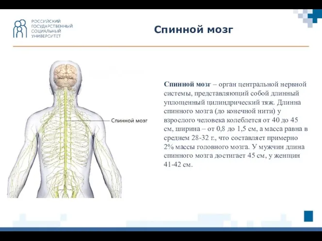 Спинной мозг Спинной мозг – орган центральной нервной системы, представляющий собой длинный