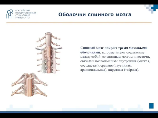 Оболочки спинного мозга Спинной мозг покрыт тремя мозговыми оболочками, которые имеют соединение