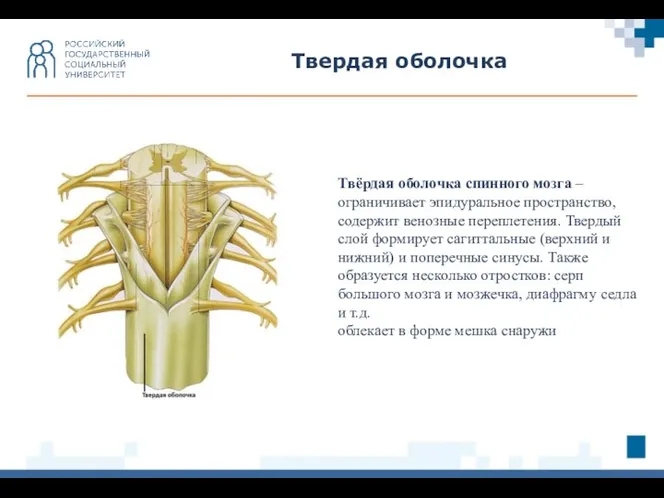 Твердая оболочка Твёрдая оболочка спинного мозга – ограничивает эпидуральное пространство, содержит венозные