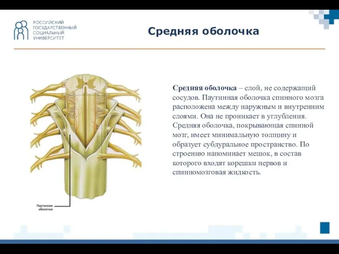 Средняя оболочка Средняя оболочка – слой, не содержащий сосудов. Паутинная оболочка спинного