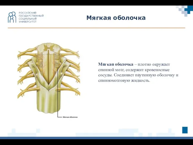 Мягкая оболочка Мягкая оболочка – плотно окружает спинной мозг, содержит кровеносные сосуды.