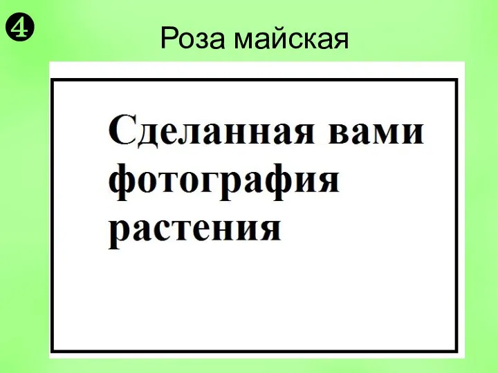 Роза майская ❹