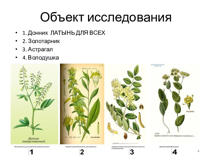 Объект исследования 1. Донник ЛАТЫНЬ ДЛЯ ВСЕХ 2. Золотарник 3. Астрагал 4.