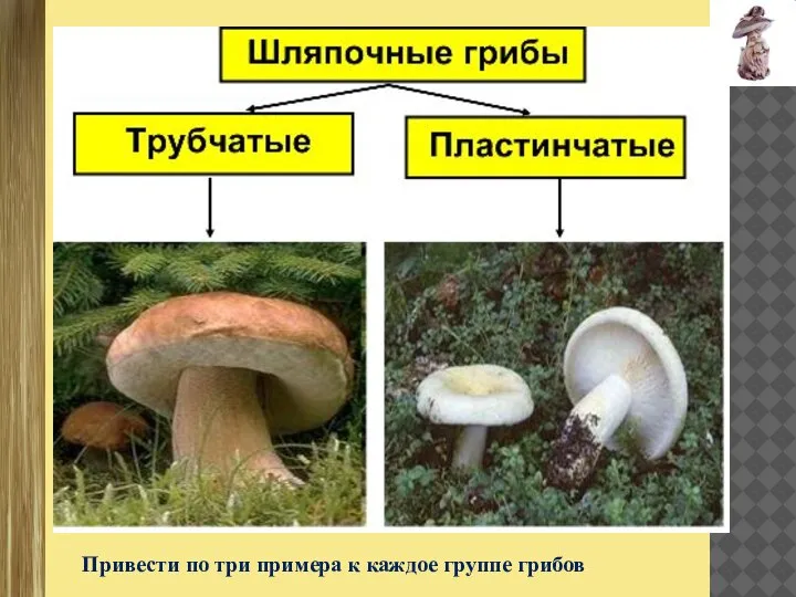 Привести по три примера к каждое группе грибов