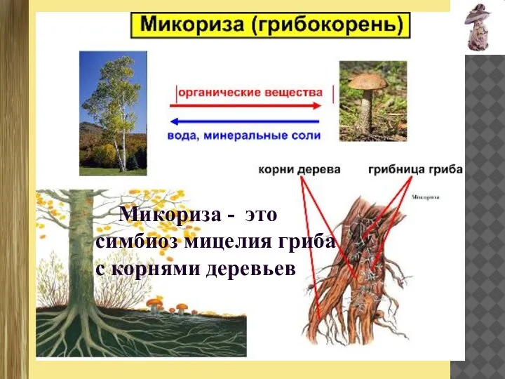 Микориза - это симбиоз мицелия гриба с корнями деревьев