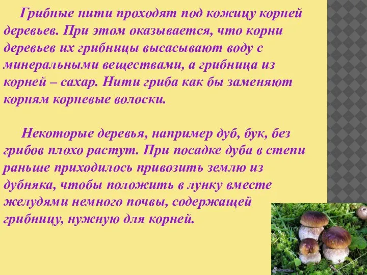 Грибные нити проходят под кожицу корней деревьев. При этом оказывается, что корни