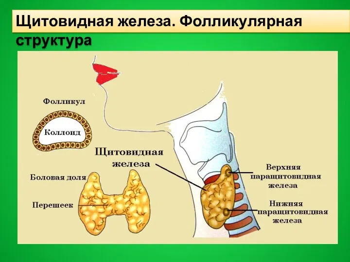 Щитовидная железа. Фолликулярная структура