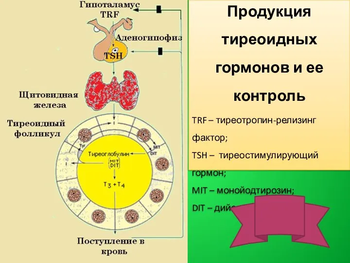Продукция тиреоидных гормонов и ее контроль TRF – тиреотропин-релизинг фактор; TSH –