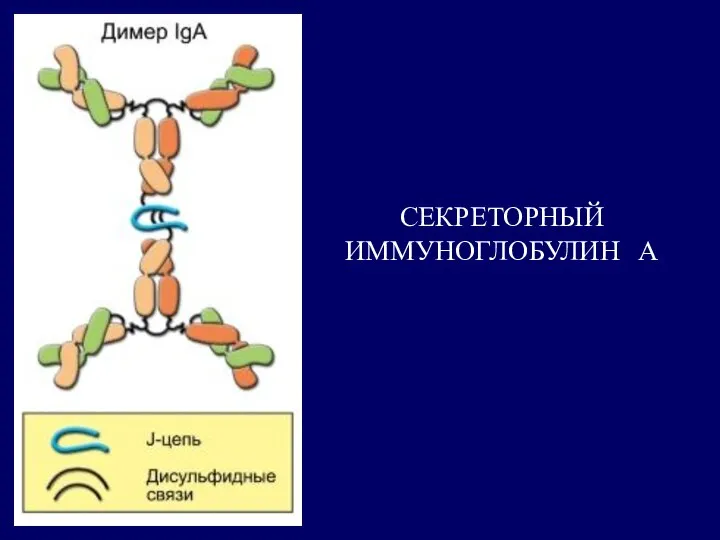 СЕКРЕТОРНЫЙ ИММУНОГЛОБУЛИН А