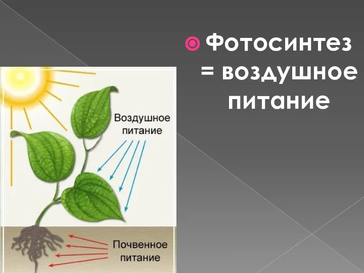 Фотосинтез = воздушное питание