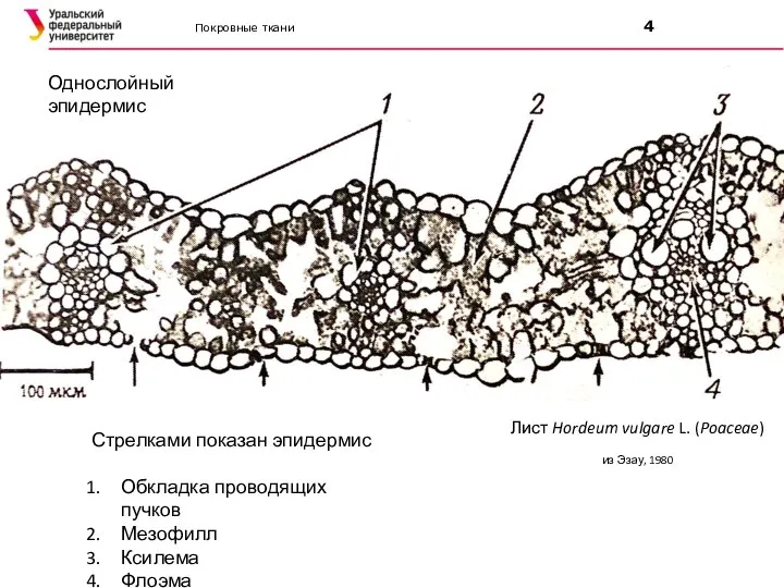 Покровные ткани 4 Стрелками показан эпидермис Обкладка проводящих пучков Мезофилл Ксилема Флоэма