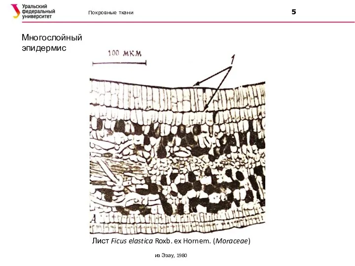 Покровные ткани 5 Лист Ficus elastica Roxb. ex Hornem. (Moraceae) из Эзау, 1980 Многослойный эпидермис