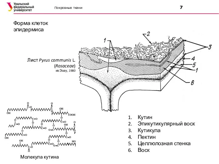 Покровные ткани 7 Молекула кутина Форма клеток эпидермиса Кутин Эпикутикулярный воск Кутикула
