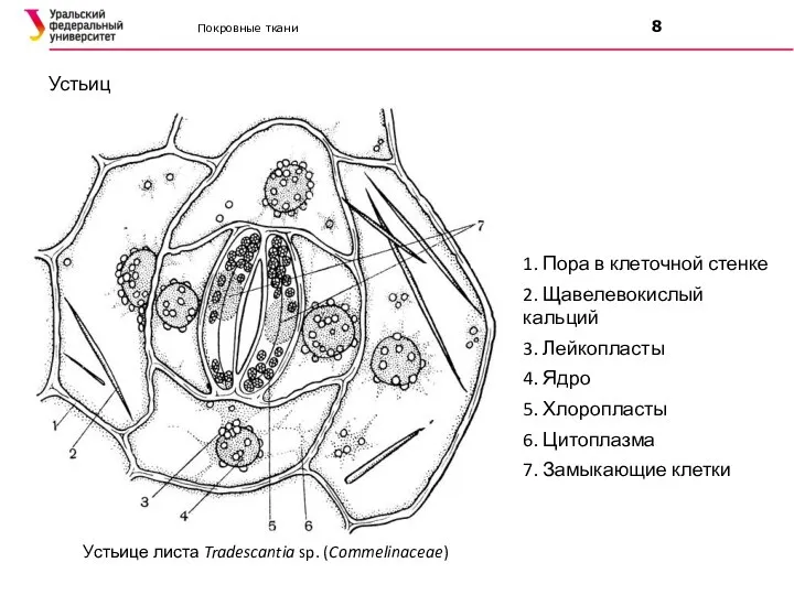 Покровные ткани 8 Устьица 1. Пора в клеточной стенке 2. Щавелевокислый кальций
