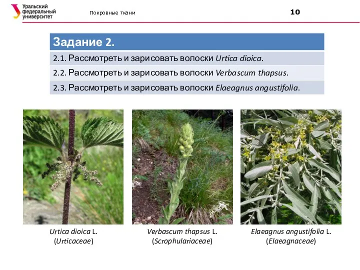 Покровные ткани 10 Urtica dioica L. (Urticaceae) Verbascum thapsus L. (Scrophulariaceae) Elaeagnus angustifolia L. (Elaeagnaceae)