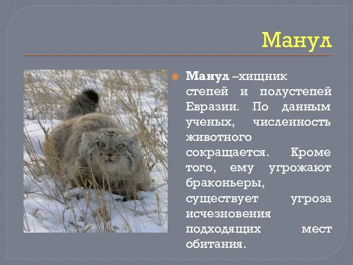 Манул Манул –хищник степей и полустепей Евразии. По данным ученых, численность животного