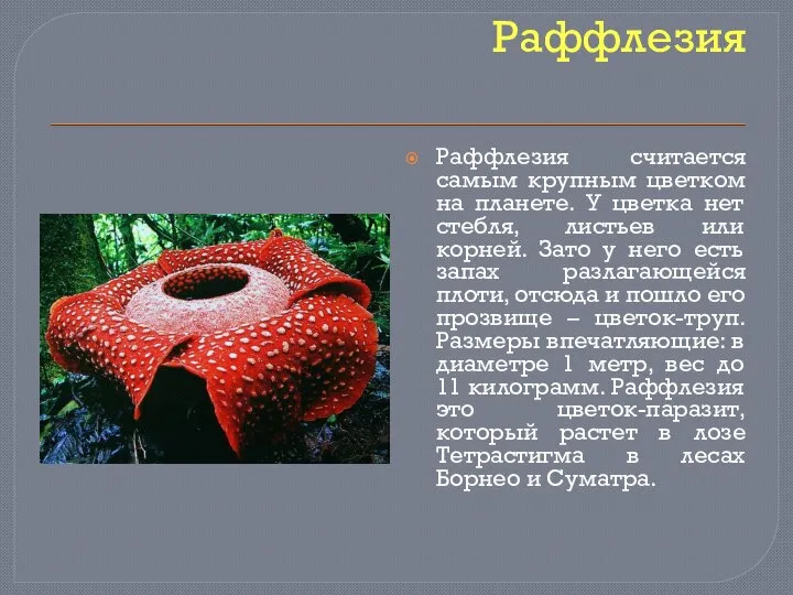 Раффлезия Раффлезия считается самым крупным цветком на планете. У цветка нет стебля,