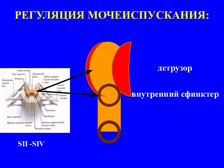 РЕГУЛЯЦИЯ МОЧЕИСПУСКАНИЯ: детрузор внутренний сфинктер SII -SIV