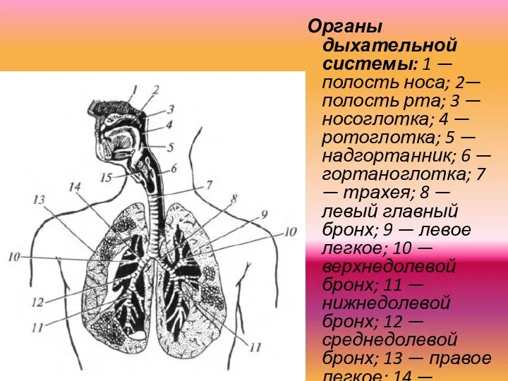 Органы дыхательной системы: 1 — полость носа; 2— полость рта; 3 —