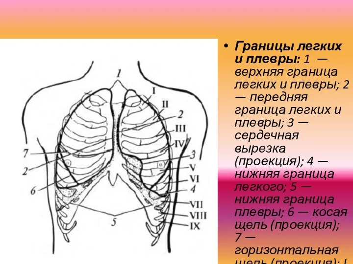 Границы легких и плевры: 1 — верхняя граница легких и плевры; 2