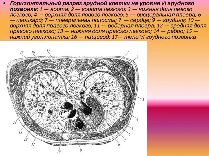 Горизонтальный разрез грудной клетки на уровне VI грудного позвонка: 1 — аорта;