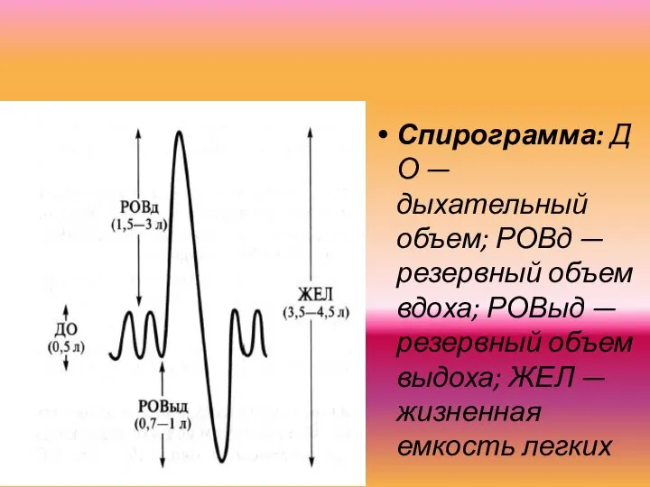 Спирограмма: ДО — дыхательный объем; РОВд — резервный объем вдоха; РОВыд —